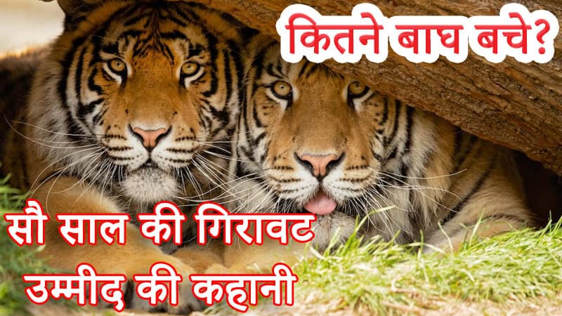 tiger-conservation-global-update