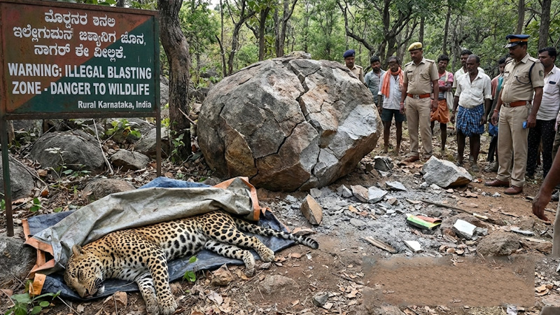 तेंदुओं की मौत: अवैध ब्लास्टिंग से कर्नाटक में वन्यजीवों पर कहर